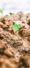plant growing in the soil, Lucky Clover . Save Life , Go Green , mother earth.