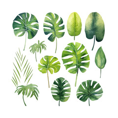 Large hand drawn watercolor tropical plants set, monstera on an isolated white background, watercolor vector illustration