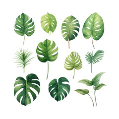 Large hand drawn watercolor tropical plants set, monstera on an isolated white background, watercolor vector illustration