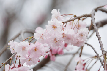 薄ピンクのシダレザクラ