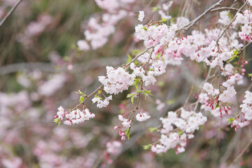 薄ピンクの枝垂桜