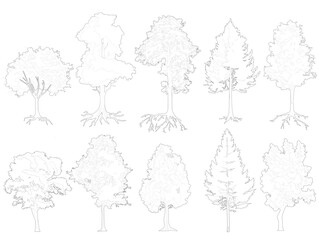 Set of trees with roots, cad outlined