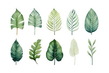 Watercolor tropical illustration set: botanical leaves