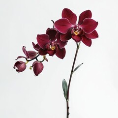 Naklejka na ściany i meble orchid in vase on white