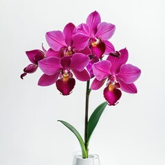 orchid in vase on white