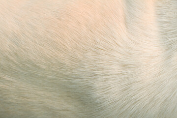 Close up on white hair dog