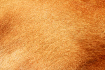 Close up on caramel hair dog
