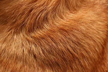 Close up on caramel hair dog