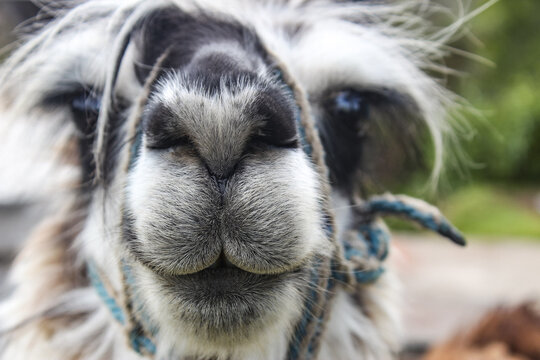 Llama face looking front