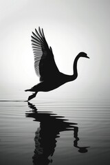 A bird gracefully soaring over a peaceful body of water. Suitable for nature or wildlife themes