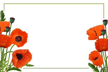 Corner floral arrangements with red poppy flowers and seeds and green frame isolated on white or transparent background - 780838062