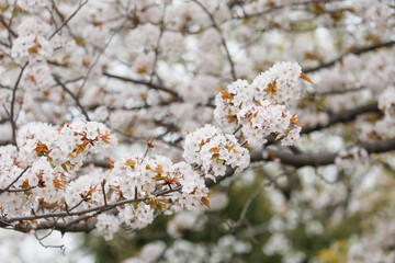 満開の桜 ソメイヨシノ
