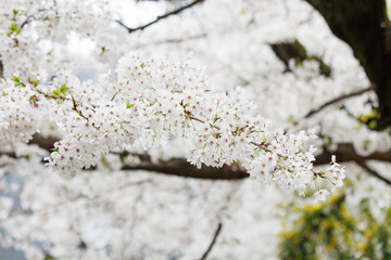 満開の桜 ソメイヨシノ
