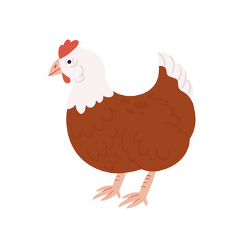 Chicken farm bird. Poultry farming, chicken eggs and meat products flat vector illustration