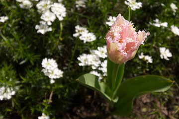 Fototapeta premium Tulpenblüte