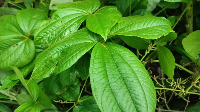 fresh gadung plant leaves