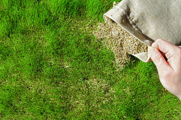 a hessian sack full of grass seed used on a patchy lawn.