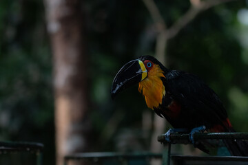 Tucano do bico preto