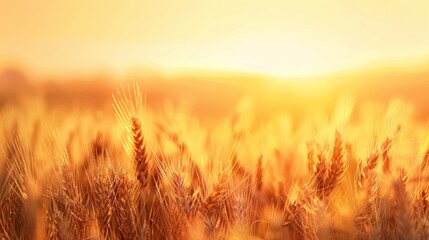 Golden Wheat Field at Sunset