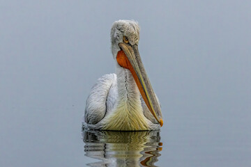 Dalmatian Pelican of Kerkini Lake