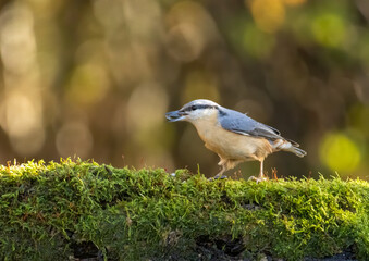 Eurasian Nuthatch (Sitta europaea) in forest