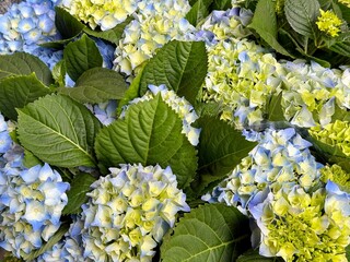 Bouquet of blue hydrangea flowers. 