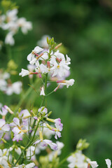 ハマダイコンの花