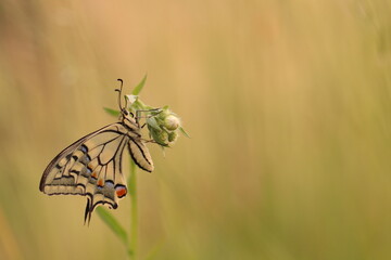 una farfalla macaone su un fiore