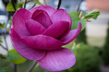 Close-up purple magnolia flower with green leaves on spring evening. 