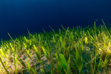 Fototapeta na wymiar Green algae on the sandy seabed with a deep blue background.
