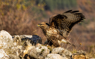 Common Buzzard in natural habitat