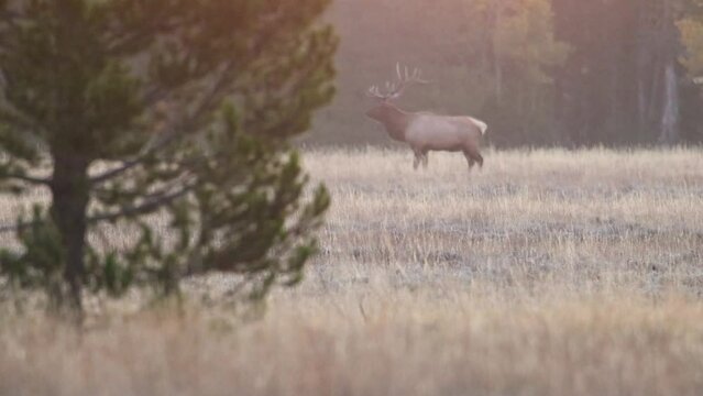 Mature trophy bull elk (Cervus canadensis) bugling then turning to look at camera  in a meadow during early morning in Grand Teton National Park.