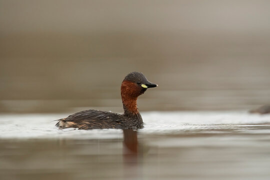 Little grebe swimming in tranquil waters