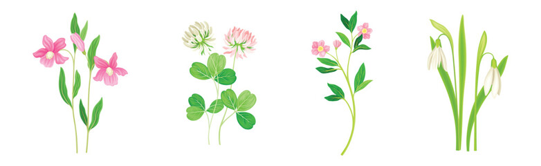 Wild Flowers and Herbaceous Flowering Plants Vector Set - obrazy, fototapety, plakaty
