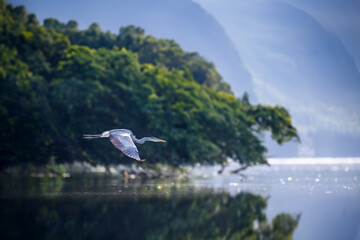 Gray heron flies over the pond. Wild marsh bird with long legs and beak - 780844881