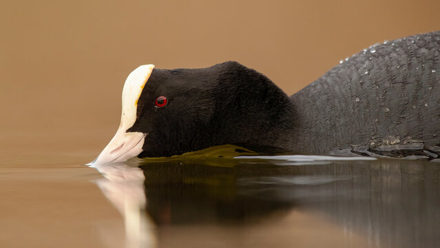 Close-up of Eurasian coot floating on water