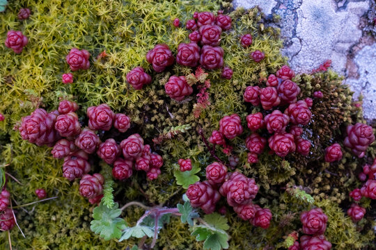 Vibrant Sempervivum and Moss on Rocky Surface