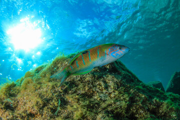 A colourful fish swims over the reef at the bottom of the ocean.