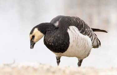 Barnacle Goose (Branta leucopsis) in natural habitat