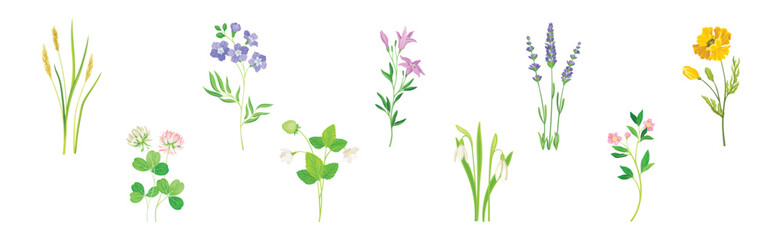 Fototapeta na wymiar Wild Flowers and Herbaceous Flowering Plants Vector Set