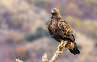 Action photography of Golden Eagle