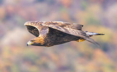 Action photography of Golden Eagle