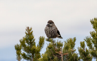 Spotted Nutcracker (Nucifraga caryocatactes) in a natural habitat