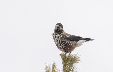 Spotted Nutcracker (Nucifraga caryocatactes) in a natural habitat