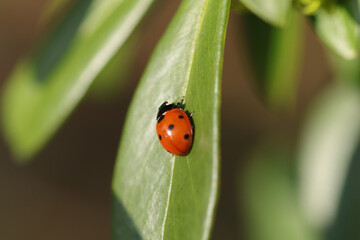 Coccinelle à Sept Points (Coccinella septempunctata)
Coccinella septempunctata on an unidentified flower or plant
