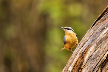 Eurasian Nuthatch (Sitta europaea) in forest