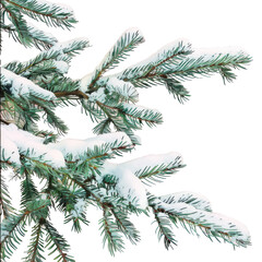 Evergreen conifer twig coated in freezing snow against transparent background