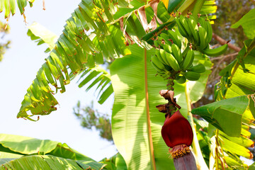 Tropical plant with green leaves and ripening bananas outdoors