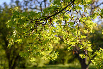 green leaves in the sun - 780847635