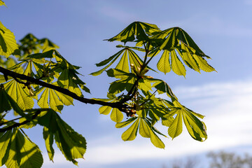 green leaves in the sun